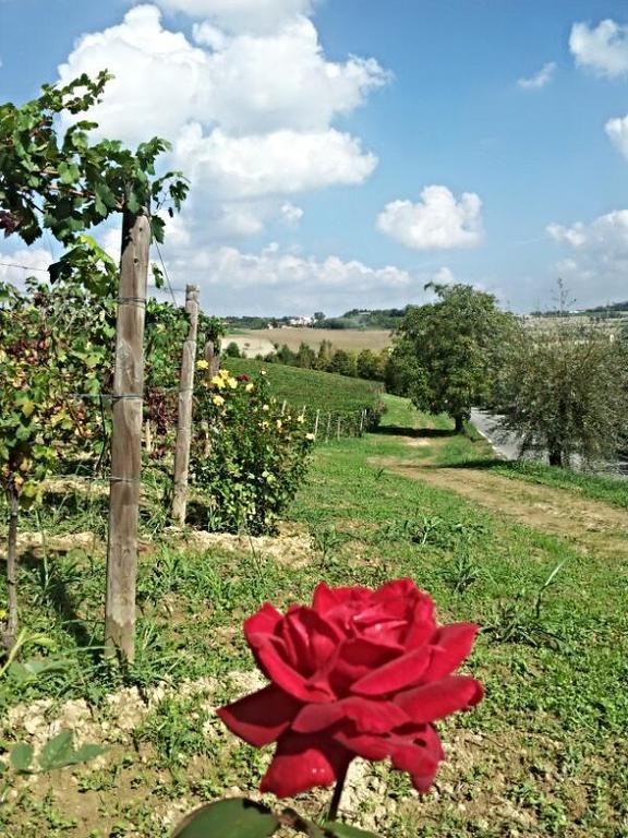 B&B Vigneto Pardom Montiglio Eksteriør billede